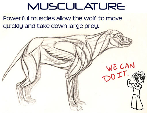 528x394 How To Draw Wolves - Wolf Paw Drawing