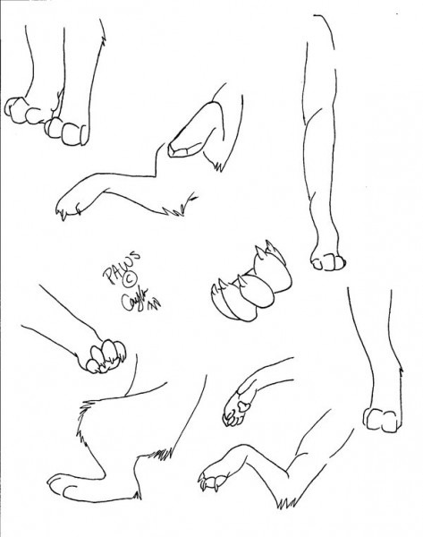 473x600 Wolf Paw Drawing - Wolf Paw Drawing