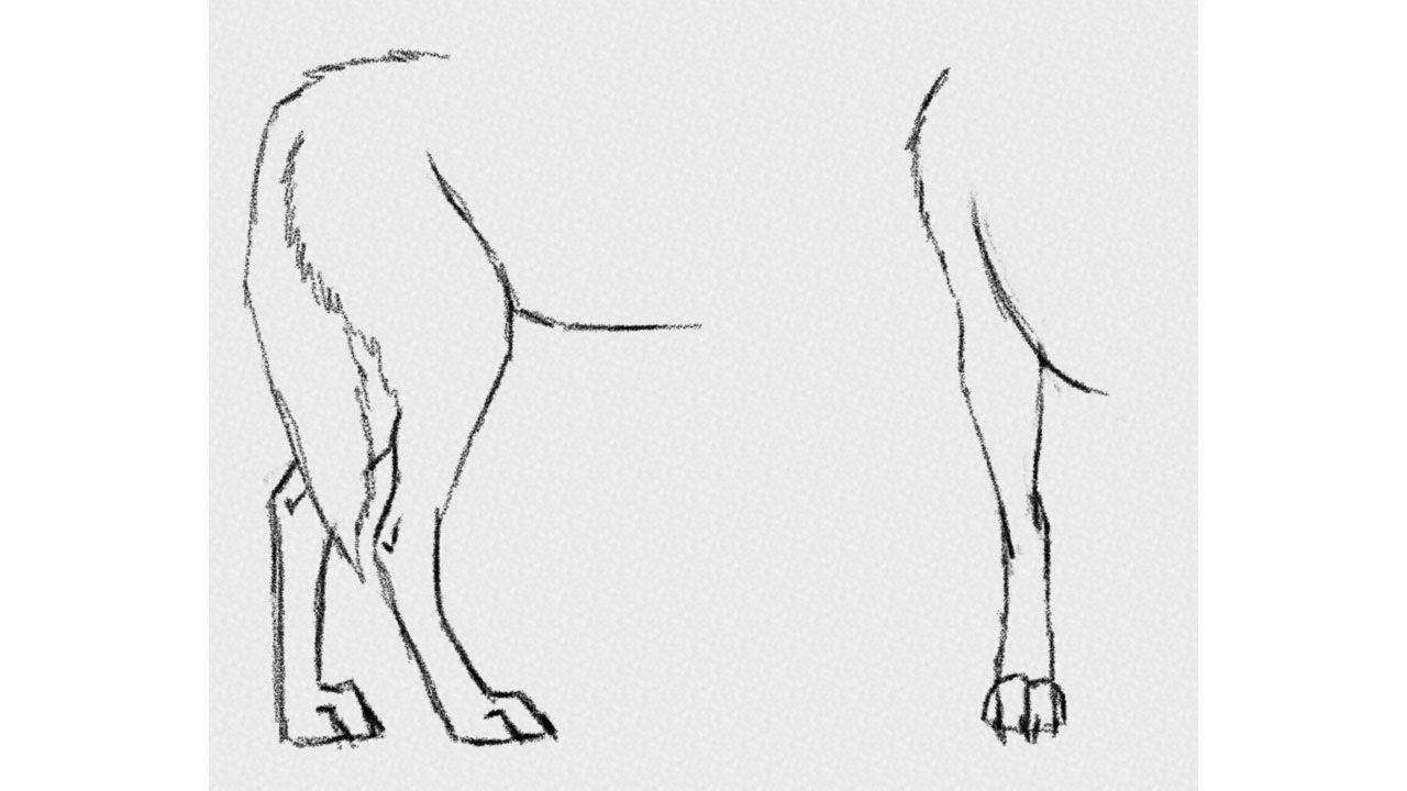 1280x720 How To Draw Wolf Back Legs - Wolf Paw Drawing