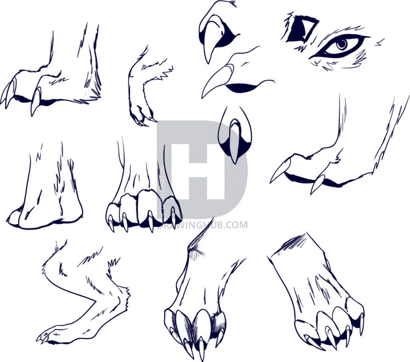 814x720 how to draw wolf paws, step - Wolf Paw Drawing