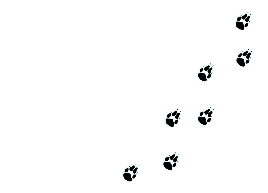 900x648 Random Wolf Print Drawing - Wolf Paw Print Drawing