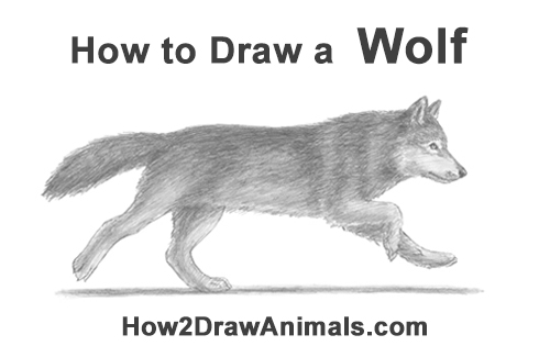 500x315 How To Draw A Wolf - Wolf Pictures Drawing