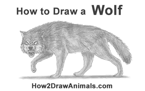 500x315 how to draw a wolf growling - Wolf Pictures Drawing