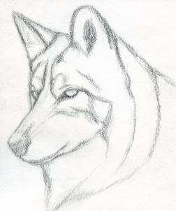 252x302 How To Draw A Wolf Head, Mexican Wolf, Step - Wolf Pictures Drawing