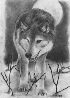 236x330 Best Wolf Drawings Images Drawing Techniques, Drawing - Wolf Pictures Drawing