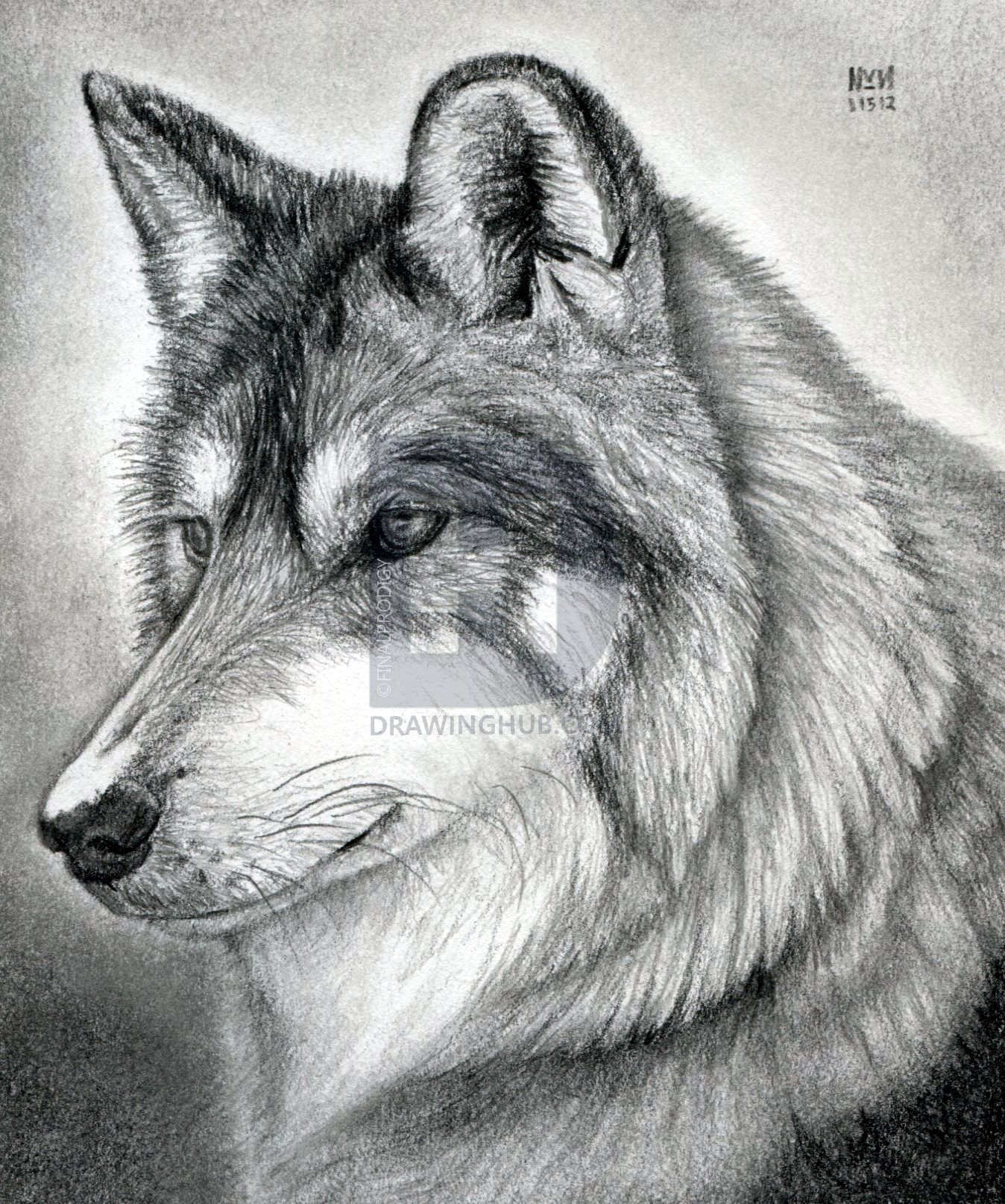 1348x1614 How To Draw A Wolf Head, Mexican Wolf, Step - Wolf Pictures Drawing