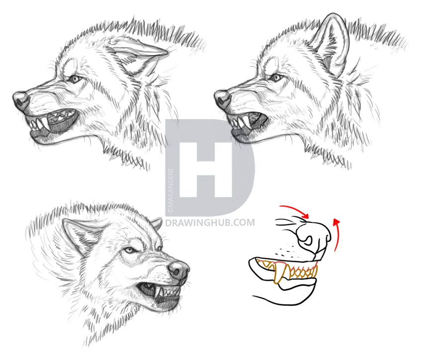 855x720 How To Draw An Angry Wolf, Step - Wolf Pictures Drawing