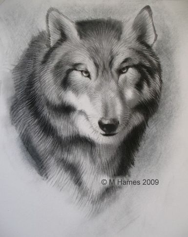 385x484 Learn How To Draw Your Dog's Portrait Drawings - Wolf Portrait Drawing