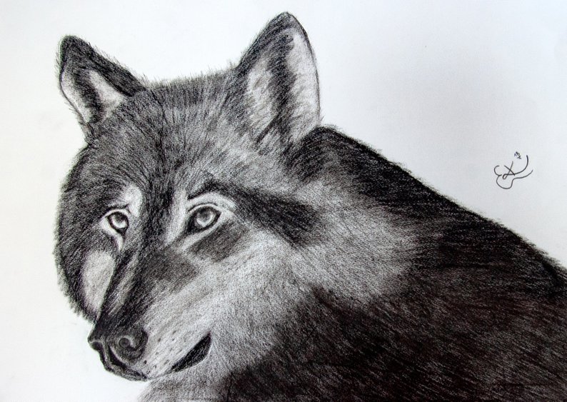 794x563 Original Drawing Wolf Portrait Etsy - Wolf Portrait Drawing