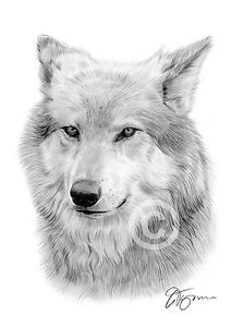 212x300 Portrait Of Grey Wolf - Wolf Portrait Drawing