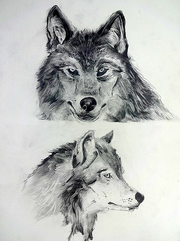 359x480 sarah e huang - Wolf Portrait Drawing
