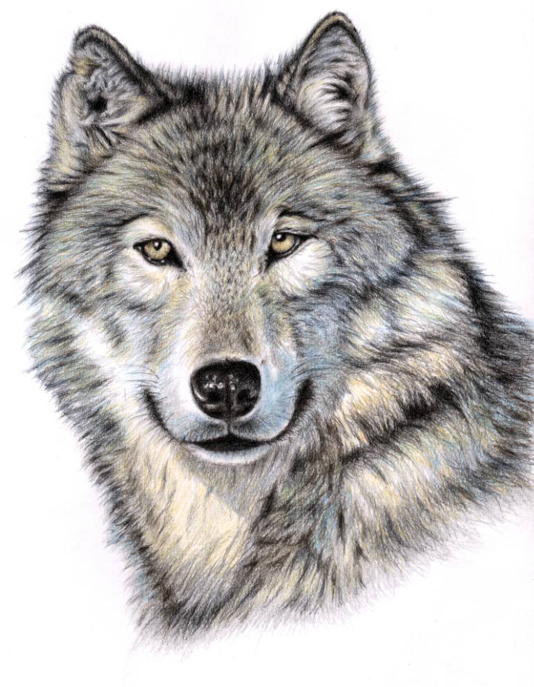 770x991 The Wolf Portrait Drawing - Wolf Portrait Drawing
