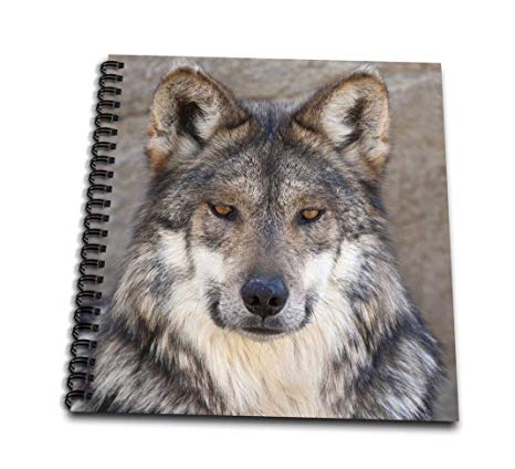 466x424 Db Portrait Of An Adult Wolf Brenda - Wolf Portrait Drawing