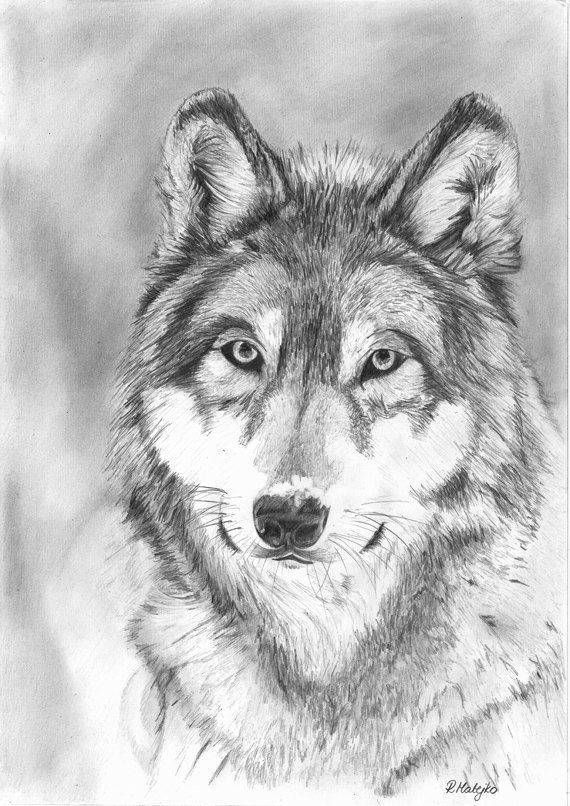 570x806 Wolf Drawings In Pencil Wolf Pencil Drawings Pencil Drawings - Wolf Portrait Drawing