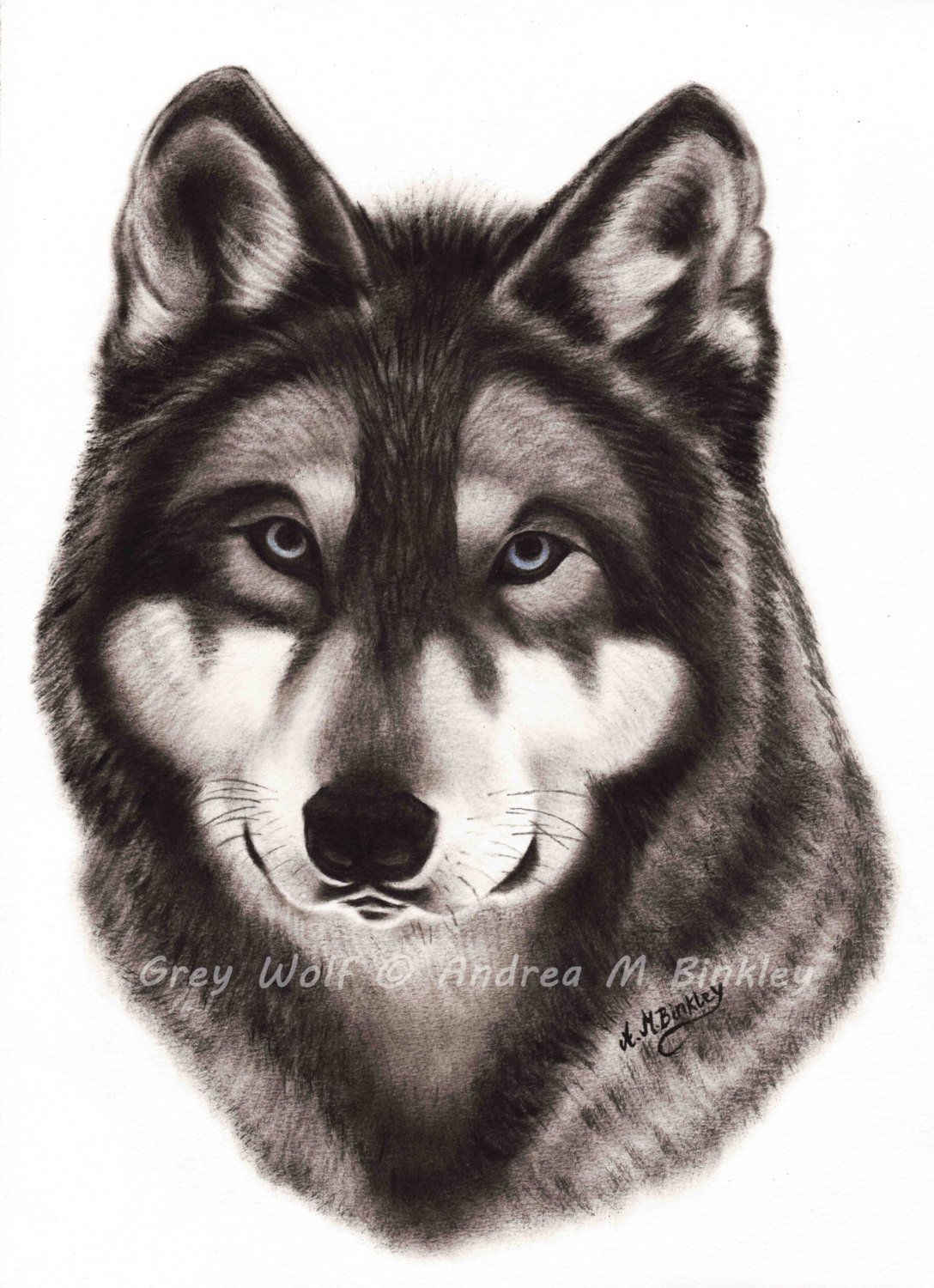 1088x1500 wolf fine art print, wolf portrait, wildlife art, wolf poster - Wolf Portrait Drawing