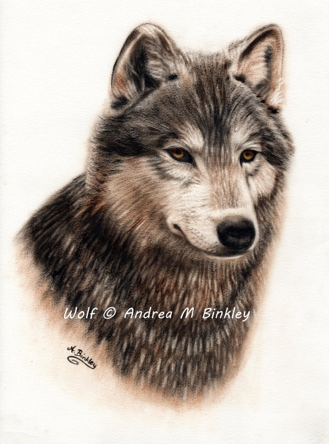 1111x1500 wolf portrait, wolf art print, wolf poster print, wildlife art - Wolf Portrait Drawing