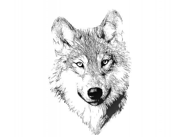 615x480 Wolf Portrait Illustration Drawing Free Stock Photo - Wolf Portrait Drawing