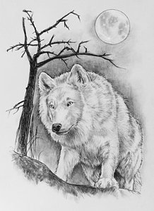 218x300 Artic Wolf Drawing - Wolf Portrait Drawing