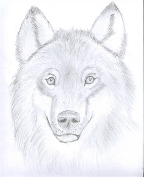 285x350 Wolf Portrait - Wolf Portrait Drawing