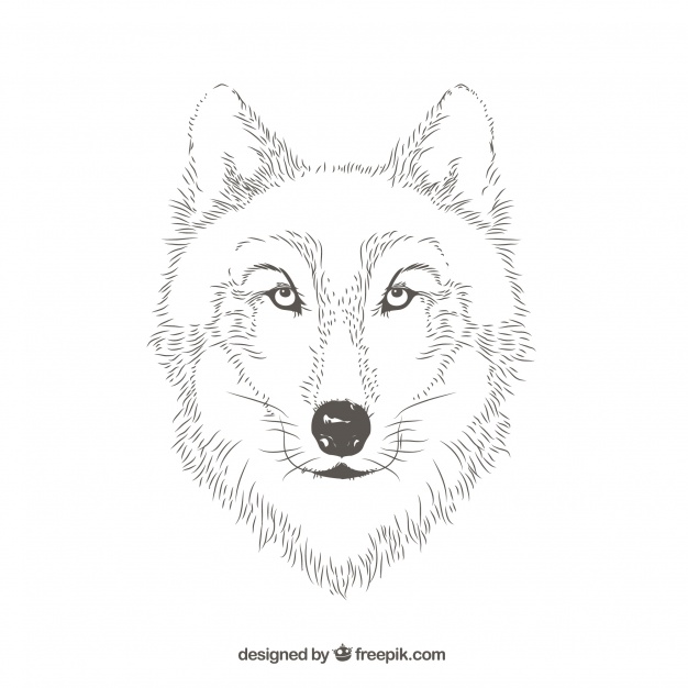 626x626 Wolf Portrait Lines Vector Free Download - Wolf Portrait Drawing