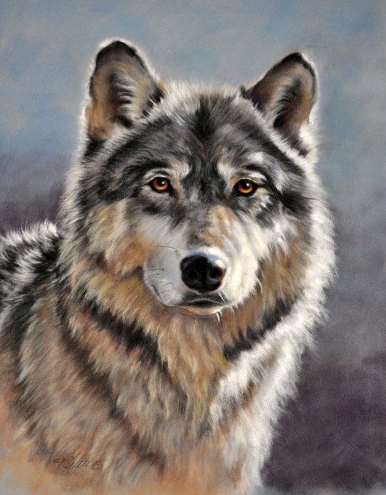 542x694 Paintings Of Wolfs Wolf Portrait Wolf Portraits Football - Wolf Portrait Drawing