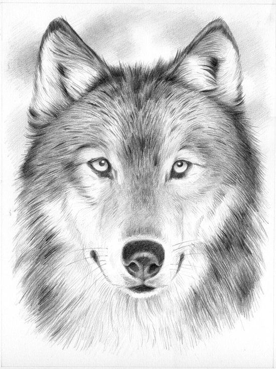550x736 Portrait Wolf - Wolf Portrait Drawing