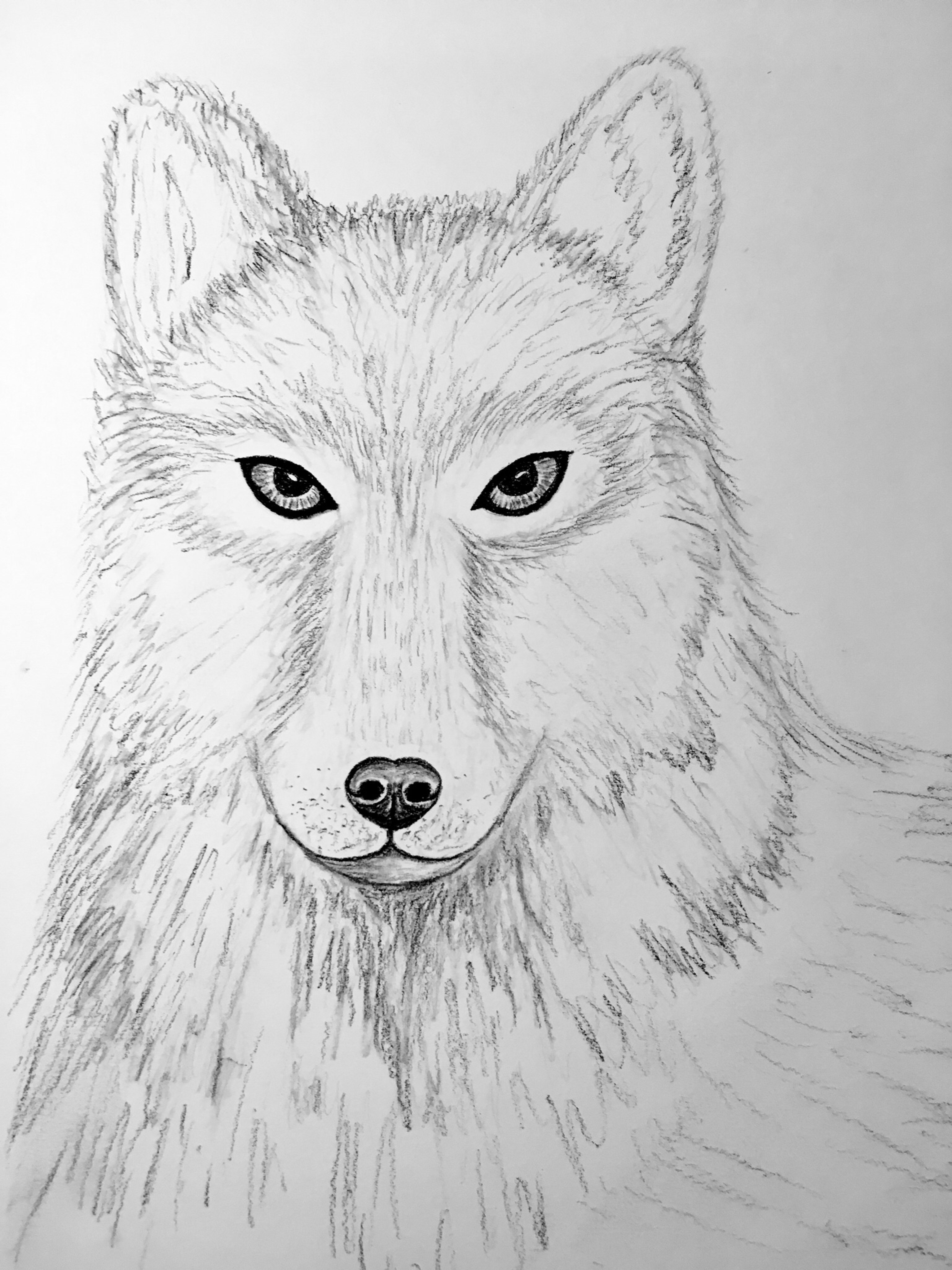 3072x4096 Wolf Inside The Outline - Wolf Portrait Drawing