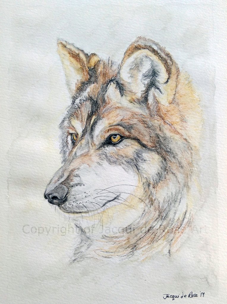 764x1024 Card - Wolf Portrait Drawing