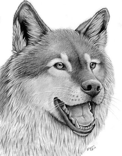 400x511 Draw Wolf On Wolf Portrait - Wolf Portrait Drawing