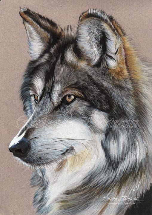 509x720 Drawing Pencil Portraits - Wolf Portrait Drawing