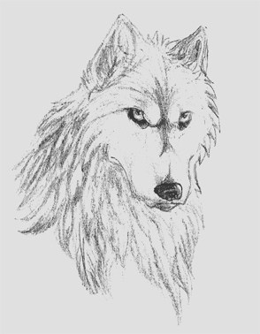 294x378 drawing from drawing wolf portrait artificial intelligence - Wolf Portrait Drawing