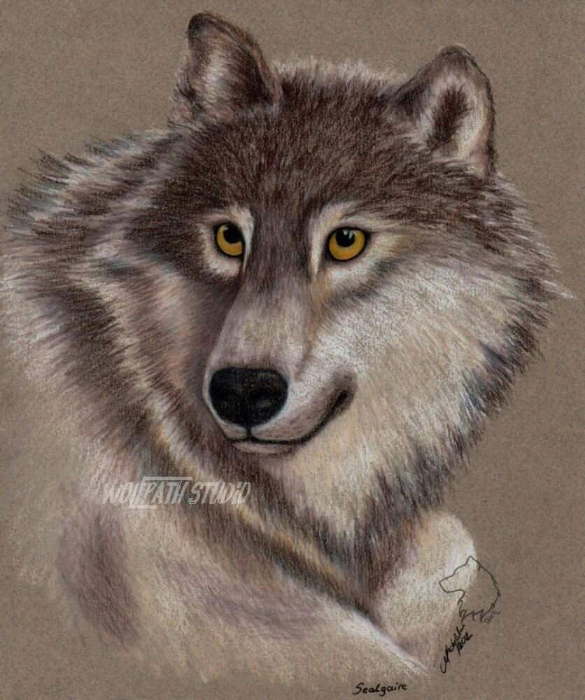 836x1000 Grey Wolf Portrait Amino - Wolf Portrait Drawing