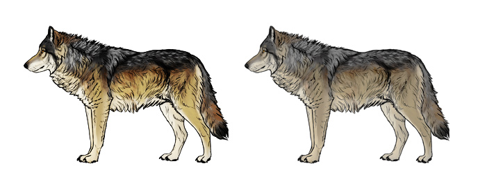 688x269 How To Draw A Wolf Head And Shoulders, Knees And Paws - Wolf Profile Drawing