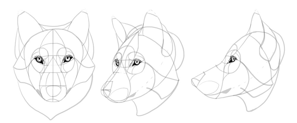 1000x416 How To Draw A Wolf Head And Shoulders, Knees And Paws - Wolf Profile Drawing