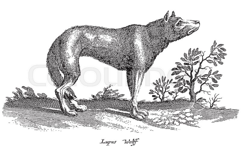 800x499 Sad Looking Wolf In Profile View Stock Vector Colourbox - Wolf Profile Drawing