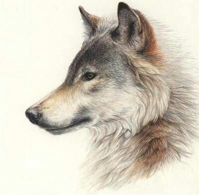 399x390 Wolf - Wolf Profile Drawing