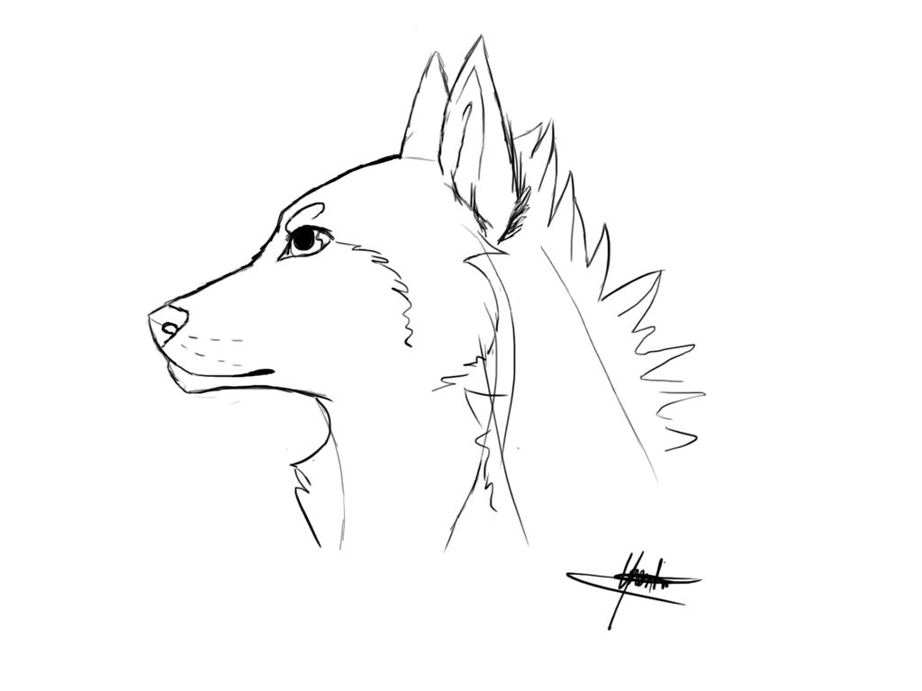 1024x768 Wolf Profile Drawing - Wolf Profile Drawing