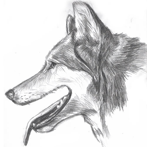 Wolf Profile Drawing at PaintingValley.com | Explore collection of Wolf ...