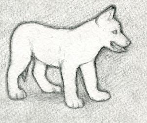302x252 how to draw a wolf puppy, step - Wolf Pup Drawing