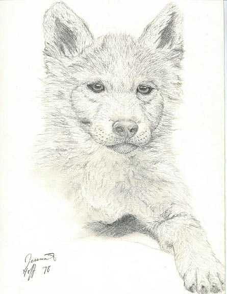 445x576 wolf pup drawing - Wolf Pup Drawing