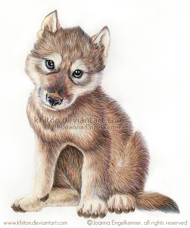 626x750 wolf pup - Wolf Pup Drawing