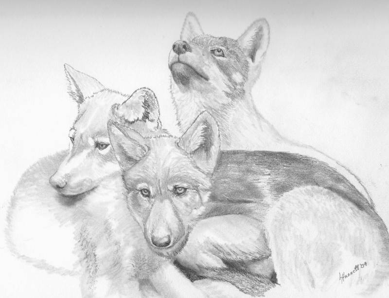 800x612 wolf pups finished - Wolf Pup Drawing