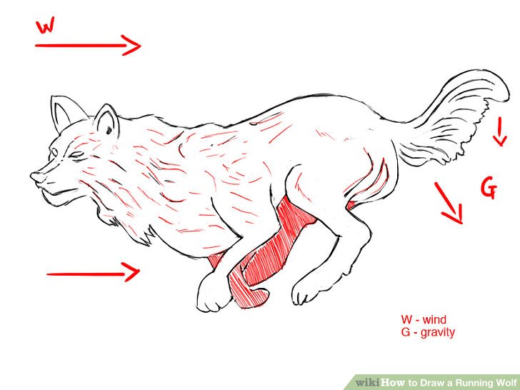 728x546 How To Draw A Running Wolf Steps - Wolf Running Drawing