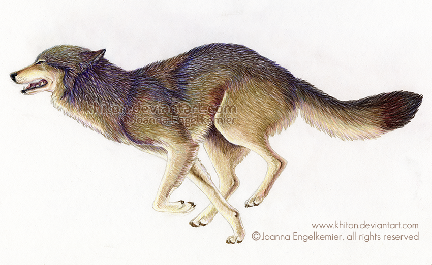 850x522 Running Wolf - Wolf Running Drawing