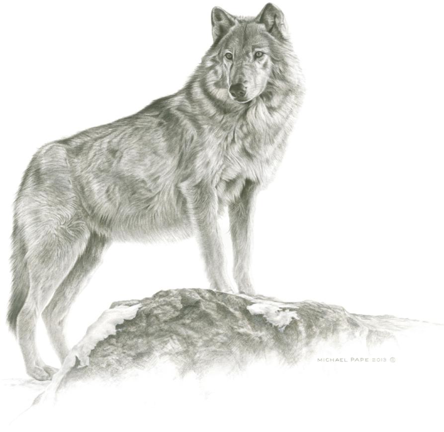 893x869 The Art Of Michael Pape Official Site Canadian Wildlife Artist - Wolf Running Drawing