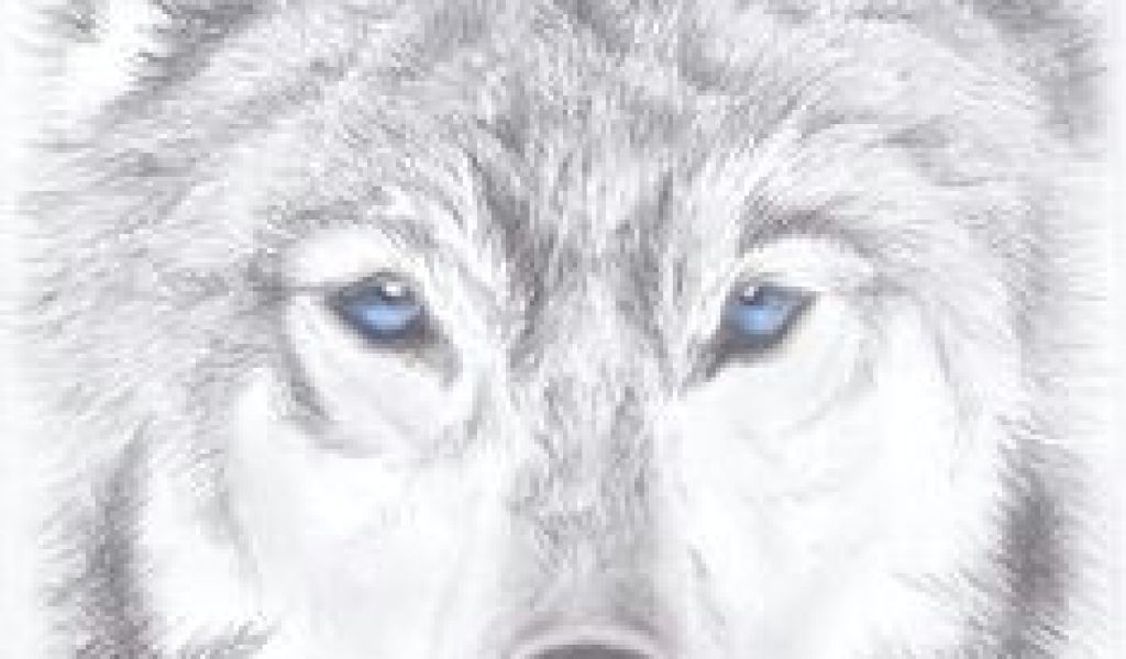 1024x600 Wolf Running Drawing Easy Best Wolf Drawings Images Drawing - Wolf Running Drawing