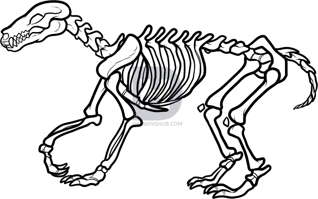 1080x677 how to draw a wolf skeleton, wolf skeleton, step - Wolf Skeleton Drawing