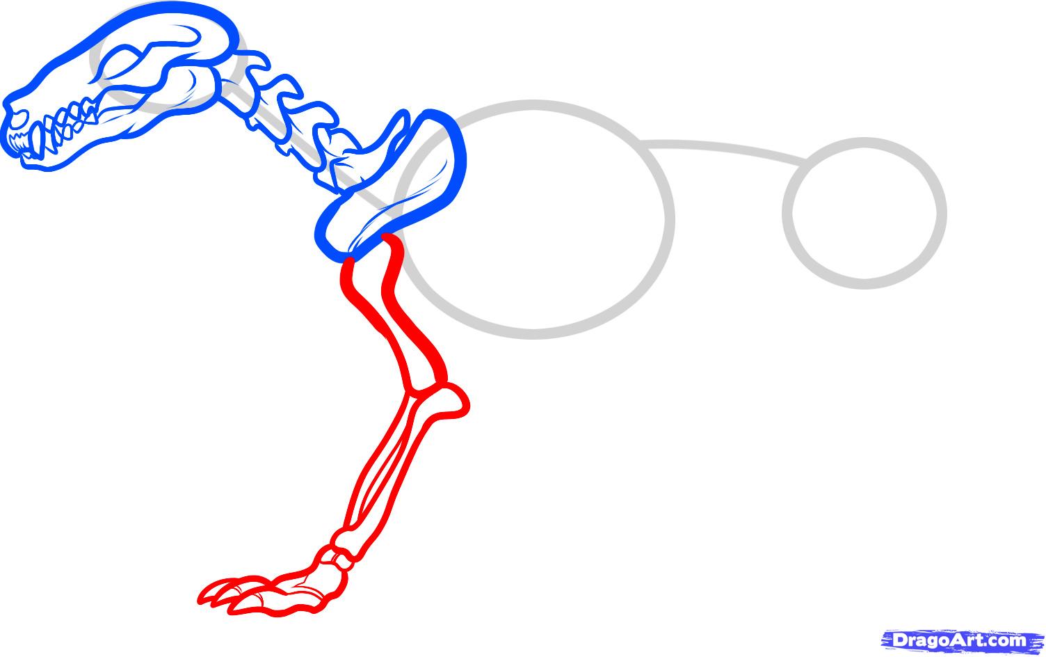 1504x944 how to draw a wolf skeleton, wolf skeleton, step - Wolf Skeleton Drawing