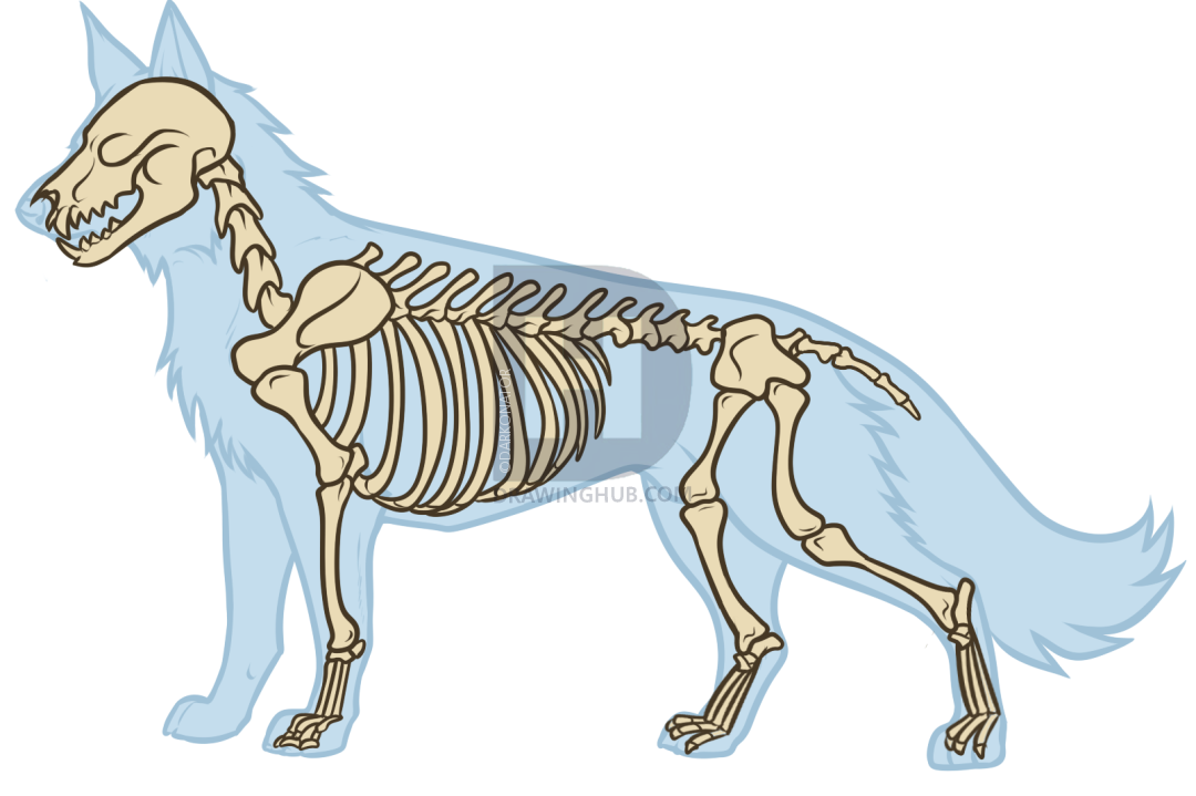 Wolf Skeleton Drawing at Explore collection of