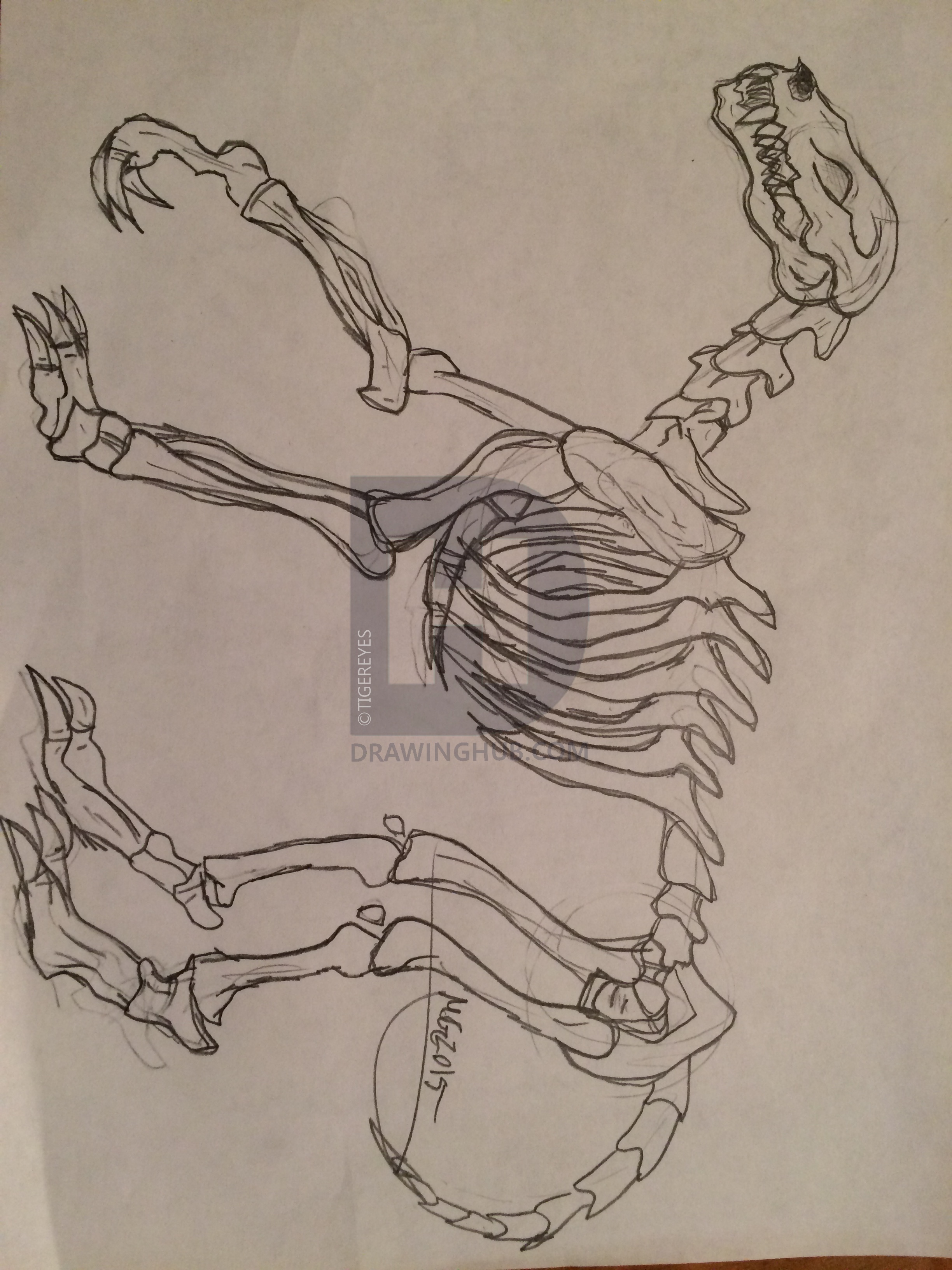 2448x3264 Wolf Skeleton Drawing - Wolf Skeleton Drawing